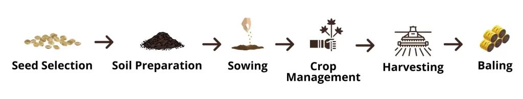 Seed Selection