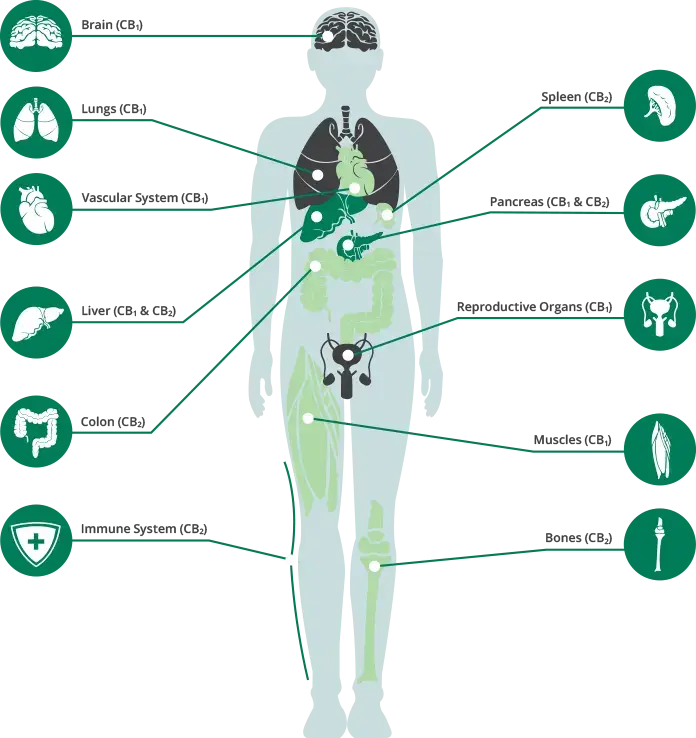 body diagram